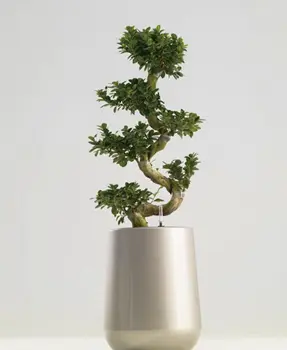 Create beautiful plant presentation